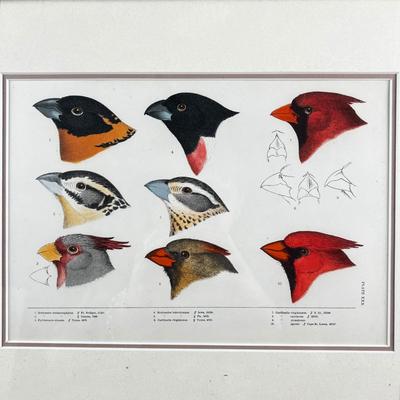 1081 Baird, Ridgeway, Brewer 4 Framed Bird Head Engravings