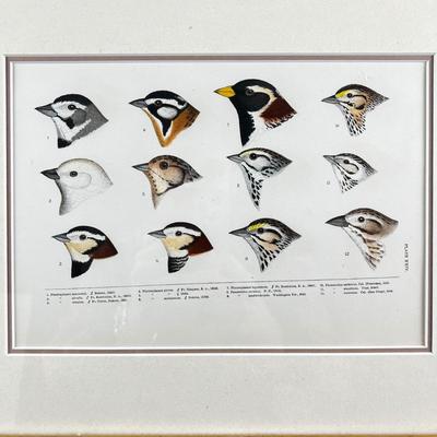 1082 Baird, Ridgeway, Brewer 4 Framed Bird Head Engravings