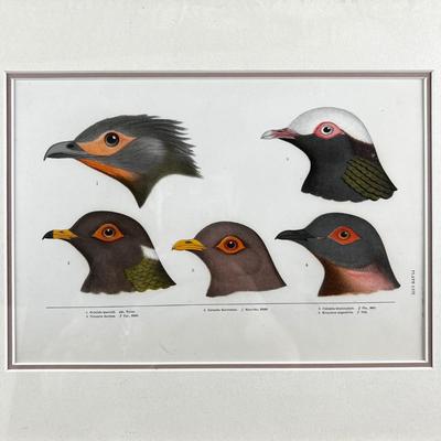 1082 Baird, Ridgeway, Brewer 4 Framed Bird Head Engravings