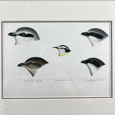 1082 Baird, Ridgeway, Brewer 4 Framed Bird Head Engravings