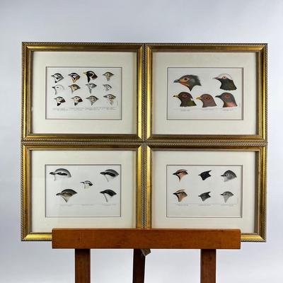 1082 Baird, Ridgeway, Brewer 4 Framed Bird Head Engravings