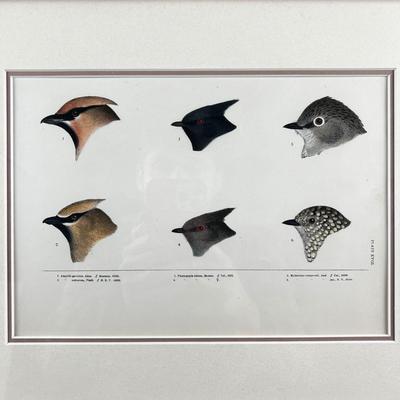 1082 Baird, Ridgeway, Brewer 4 Framed Bird Head Engravings