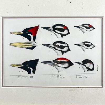 1083 Baird, Ridgeway, Brewer 4 Framed Bird Head Engravings