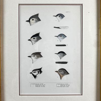 1083 Baird, Ridgeway, Brewer 4 Framed Bird Head Engravings