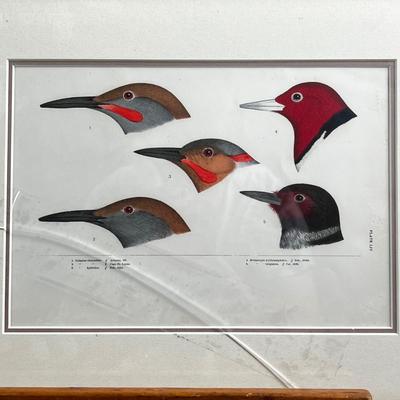 1083 Baird, Ridgeway, Brewer 4 Framed Bird Head Engravings