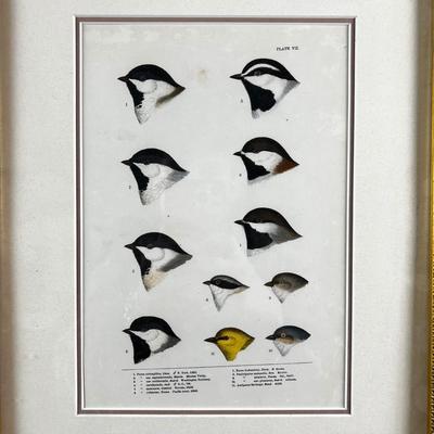 1083 Baird, Ridgeway, Brewer 4 Framed Bird Head Engravings