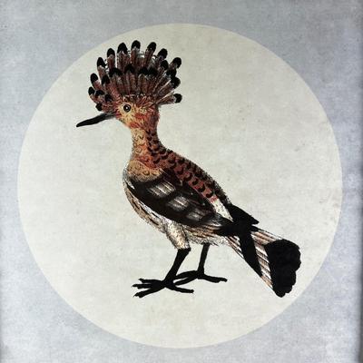 1086 Set of 4 Framed Tropical Bird Prints