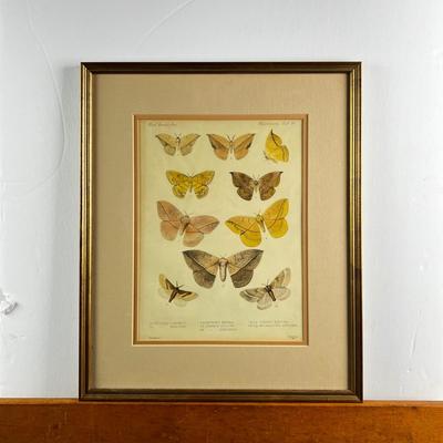1096 Antique Biologia Centrali-Americana Moth Lithograph