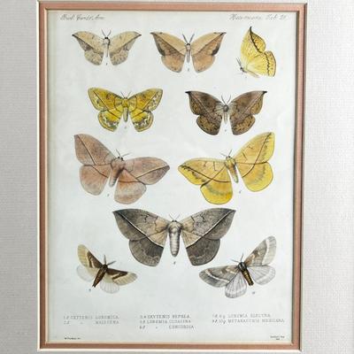 1096 Antique Biologia Centrali-Americana Moth Lithograph
