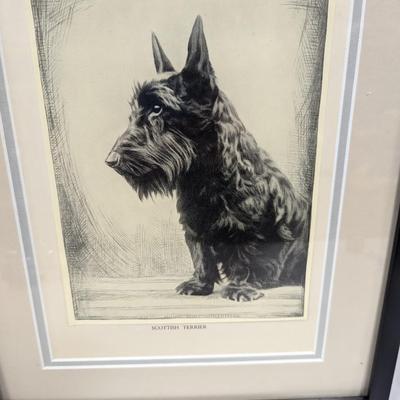 Framed Scottish Terrier Art 15" x 12"