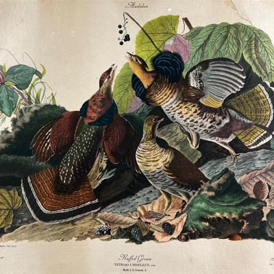 1099 Limited Edition Ruffed Grouse Lithograph by John J. Audubon