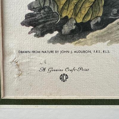 1099 Limited Edition Ruffed Grouse Lithograph by John J. Audubon