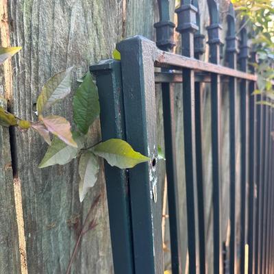 Iron Fence & Doors