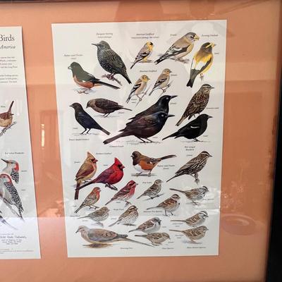 Field Guide Books and Two Framed Prints (D-DZ)