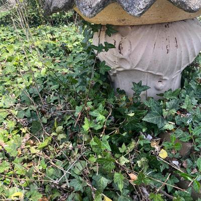Sunflower Cement Birdbath (BY-MG)