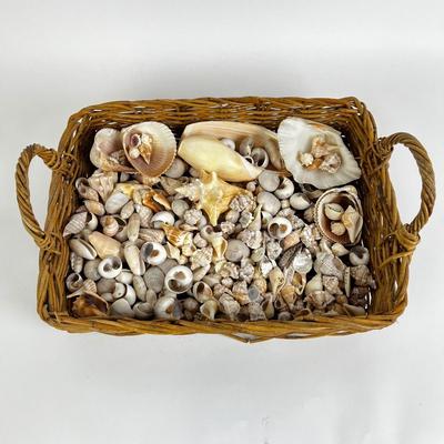 1124 Large Collection of Sea Shells & Pedestal Bowl