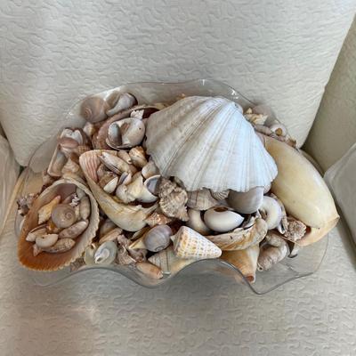 1124 Large Collection of Sea Shells & Pedestal Bowl