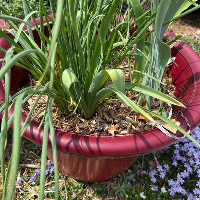 Three Large Red Plant Pots (BY-RG)