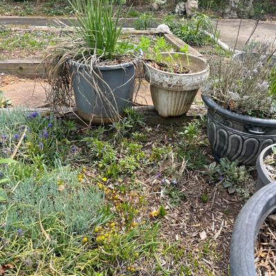 Seven Large Plastic Plant Pots (BY-MG)