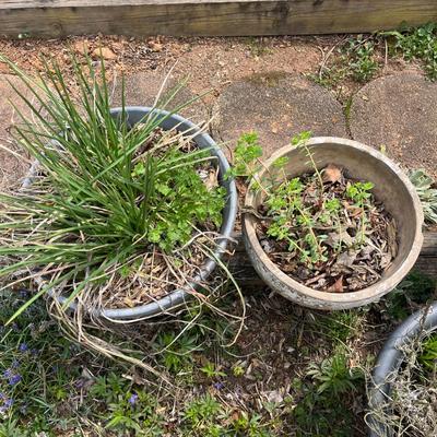 Seven Large Plastic Plant Pots (BY-MG)