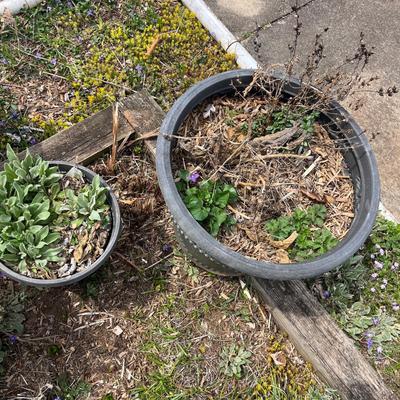 Seven Large Plastic Plant Pots (BY-MG)