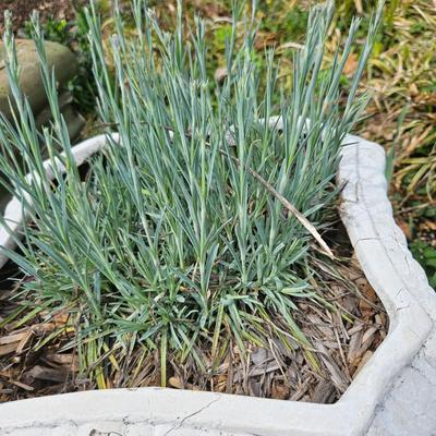 Assortment of Planters (BY-DW)