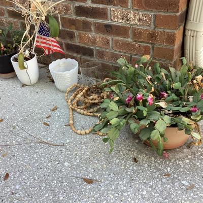 Cactus plant lot