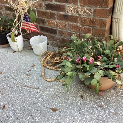 Cactus plant lot