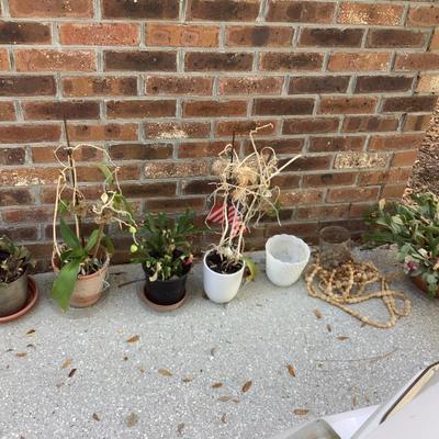 Cactus plant lot
