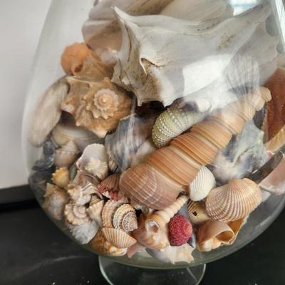 3 Glass Containers Filled with Seashells