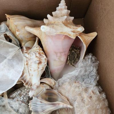 Box of Seashells