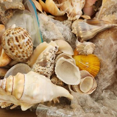 Box of Seashells