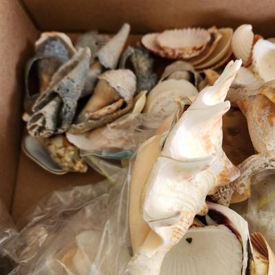 Box of Seashells