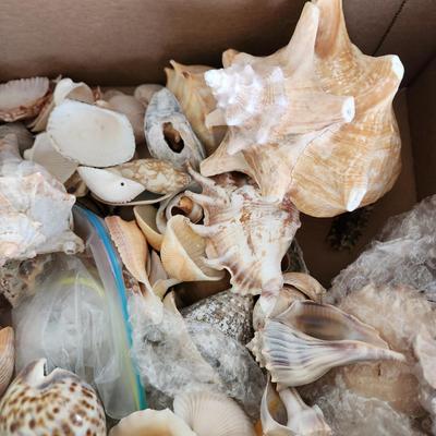 Box of Seashells