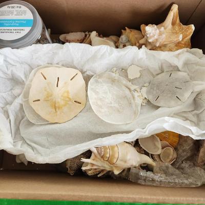 Box of Seashells
