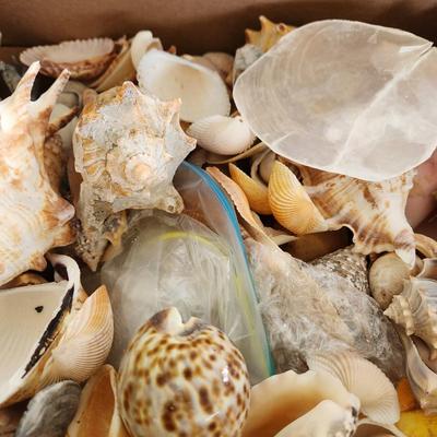 Box of Seashells