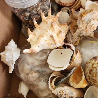 Box of Seashells