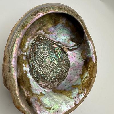 7â€ x 6â€ Vintage Pacific Northwest U.S. Abalone Shell