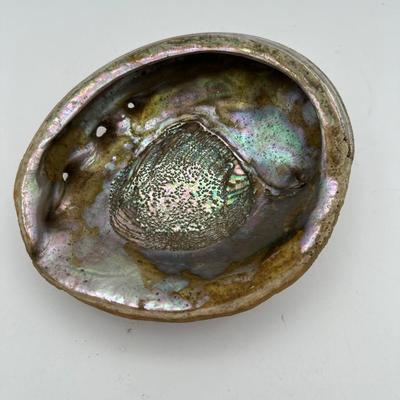 7â€ x 6â€ Vintage Pacific Northwest U.S. Abalone Shell