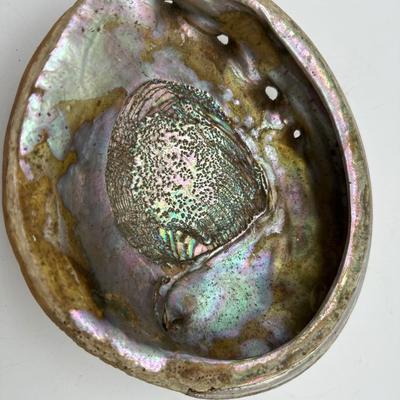 7â€ x 6â€ Vintage Pacific Northwest U.S. Abalone Shell