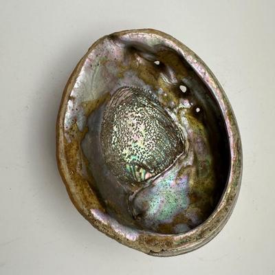 7â€ x 6â€ Vintage Pacific Northwest U.S. Abalone Shell