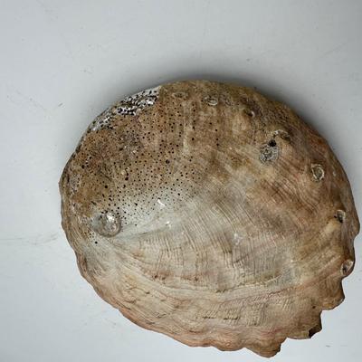 7â€ x 6â€ Vintage Pacific Northwest U.S. Abalone Shell