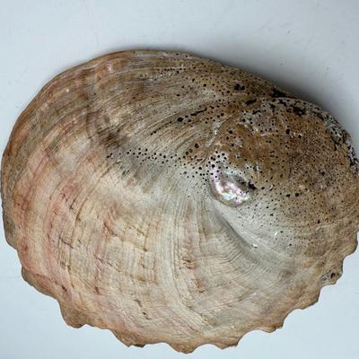 7â€ x 6â€ Vintage Pacific Northwest U.S. Abalone Shell