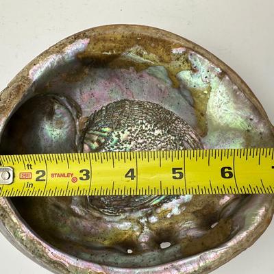 7â€ x 6â€ Vintage Pacific Northwest U.S. Abalone Shell