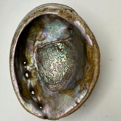 7â€ x 6â€ Vintage Pacific Northwest U.S. Abalone Shell