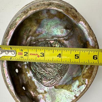 7â€ x 6â€ Vintage Pacific Northwest U.S. Abalone Shell