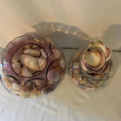 Seashells, Seashells, Seashells (D-MG)