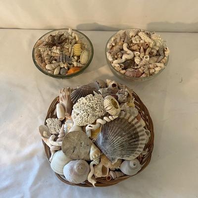 Seashells, Seashells, Seashells (D-MG)