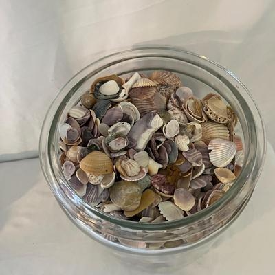 Seashells, Seashells, Seashells (D-MG)