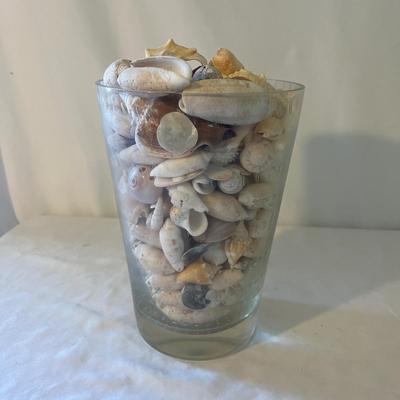Seashells, Seashells, Seashells (D-MG)
